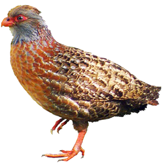 Bearded Wood Partridge Quail